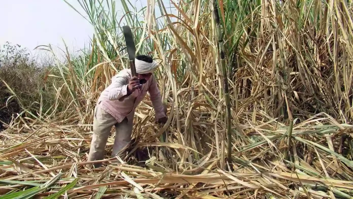 Sugarcane growers in double crisis in Latur district
