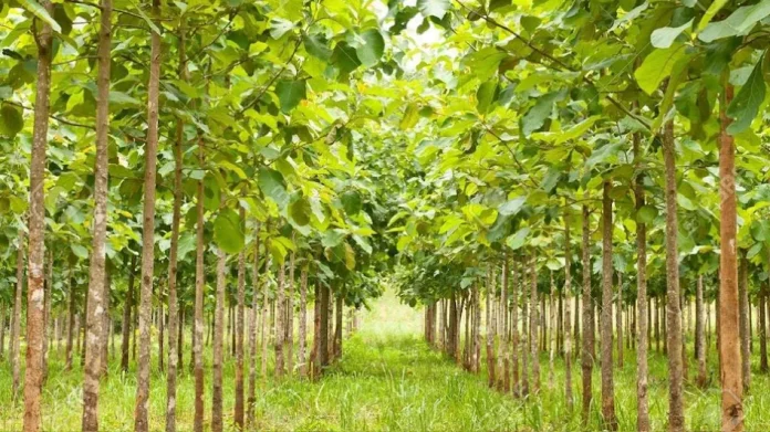 Good News for Farmers: Plant Teak and Make Millions!