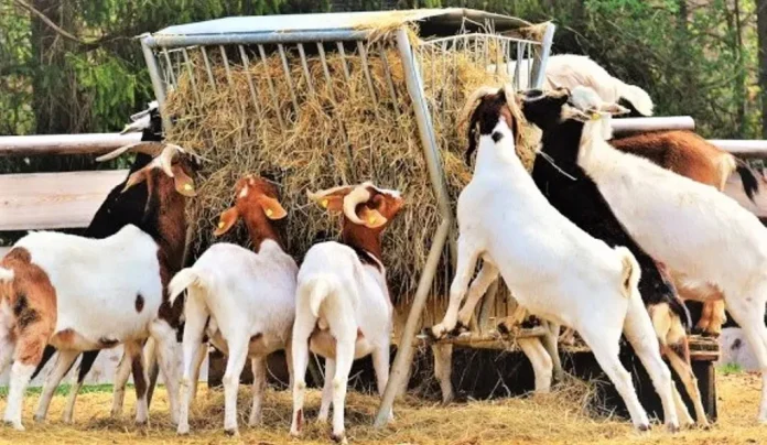 Now you will get bumper income from goats, government assistance of two lakh rupees, know the details of the scheme