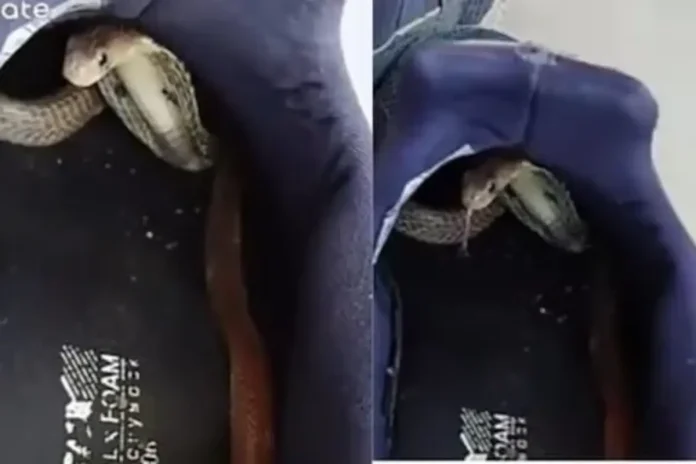 Viral Video: Strange sound was coming from the shoes; as if inside
